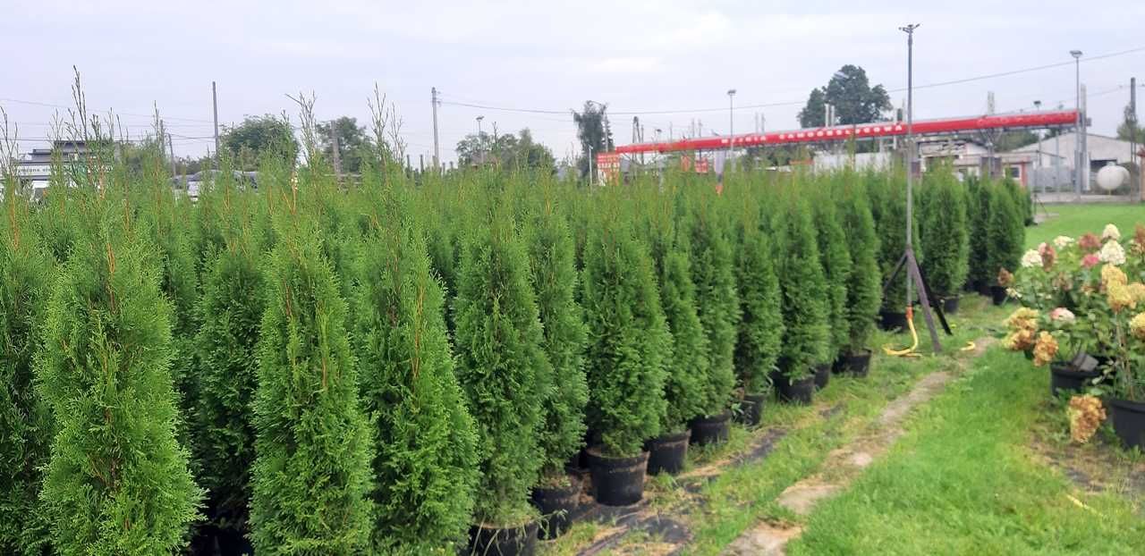 Tuja Szmaragd 150CM Wys hodowane w doniczce THUJA Smaragd