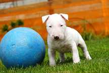 PIES Bulterier STANDARD biały szczeniak (Bullterrier)