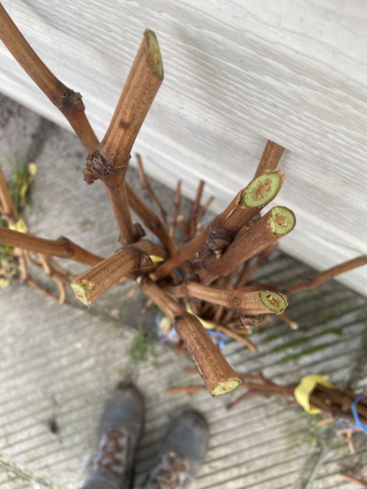 Черенки, Чубуки винограду