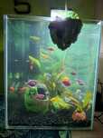 Akwarium 30l z życiem danio tetra kiryskek