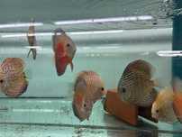 Discus de linhagem