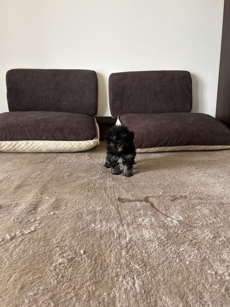 Maltipoo z pieknym wlosem