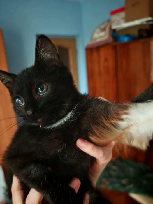 Nikoś, malutki kotek szuka domu