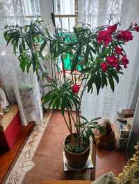 Kilkuletni oleander