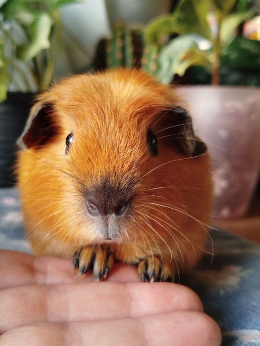 Морська свинка хлопчик