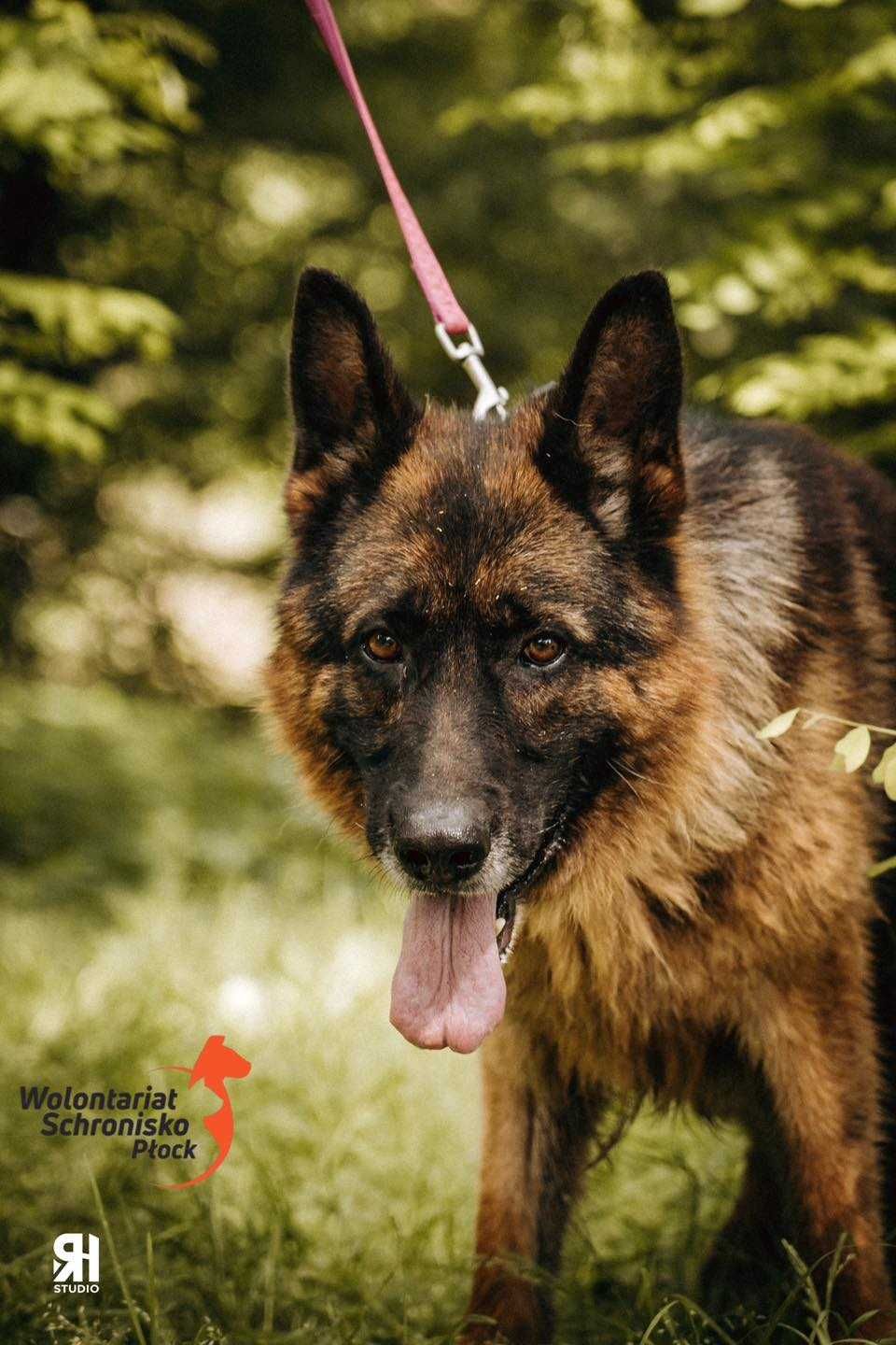 Zorro w typie owczarka niemieckiego szuka kochającego domu!