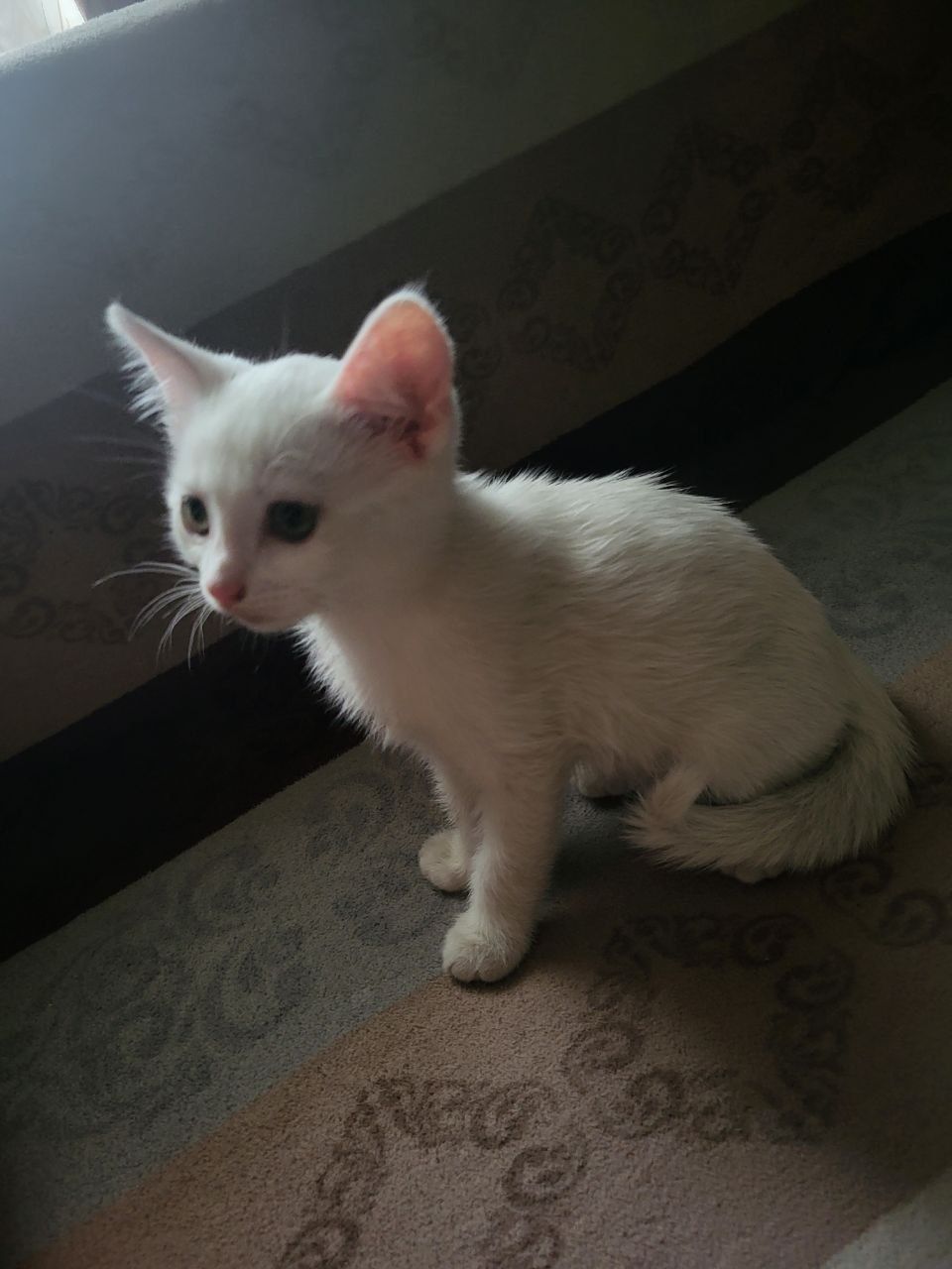 білий котик 2 місяці