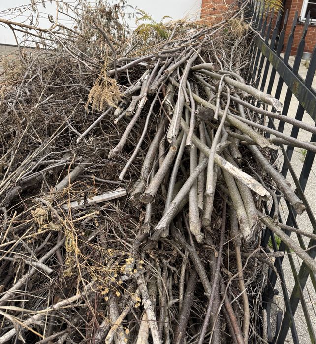 Suche Gałęzie za darmo