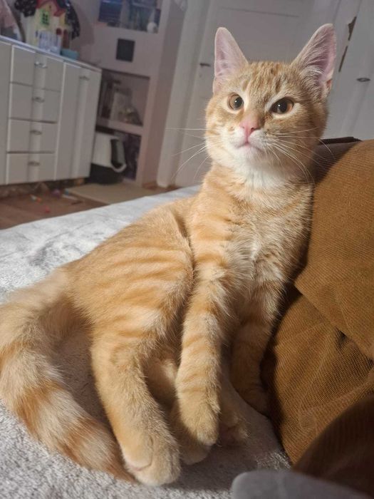 Mieciu do adopcji