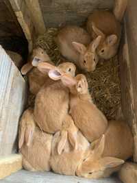 Кролики бугундської породи