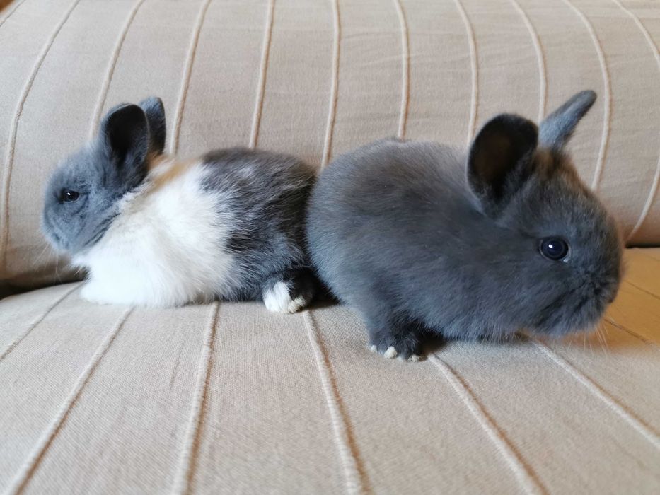 Coelhos anões mini holandês e minitoy super meigos