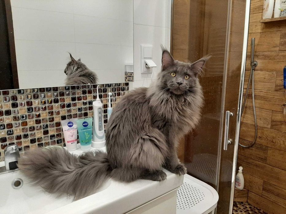 Maine Coon białe i kolorowe kocięta FPL FIFe Kraków ZAPOWIEDŹ MIOTU