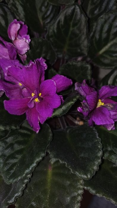 Фіалка квітуча сортова