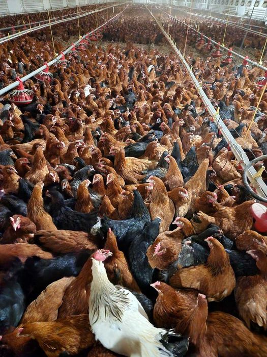 KURY nioski młode z pierwszym jajkiem ! Rossa Messa Leghorn Sussex !
