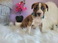 Uroczy piesek Amstaff!