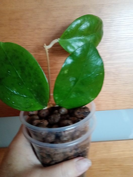 Ukorzeniona hoya AH 052