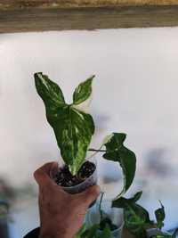 Syngonium albo variegata