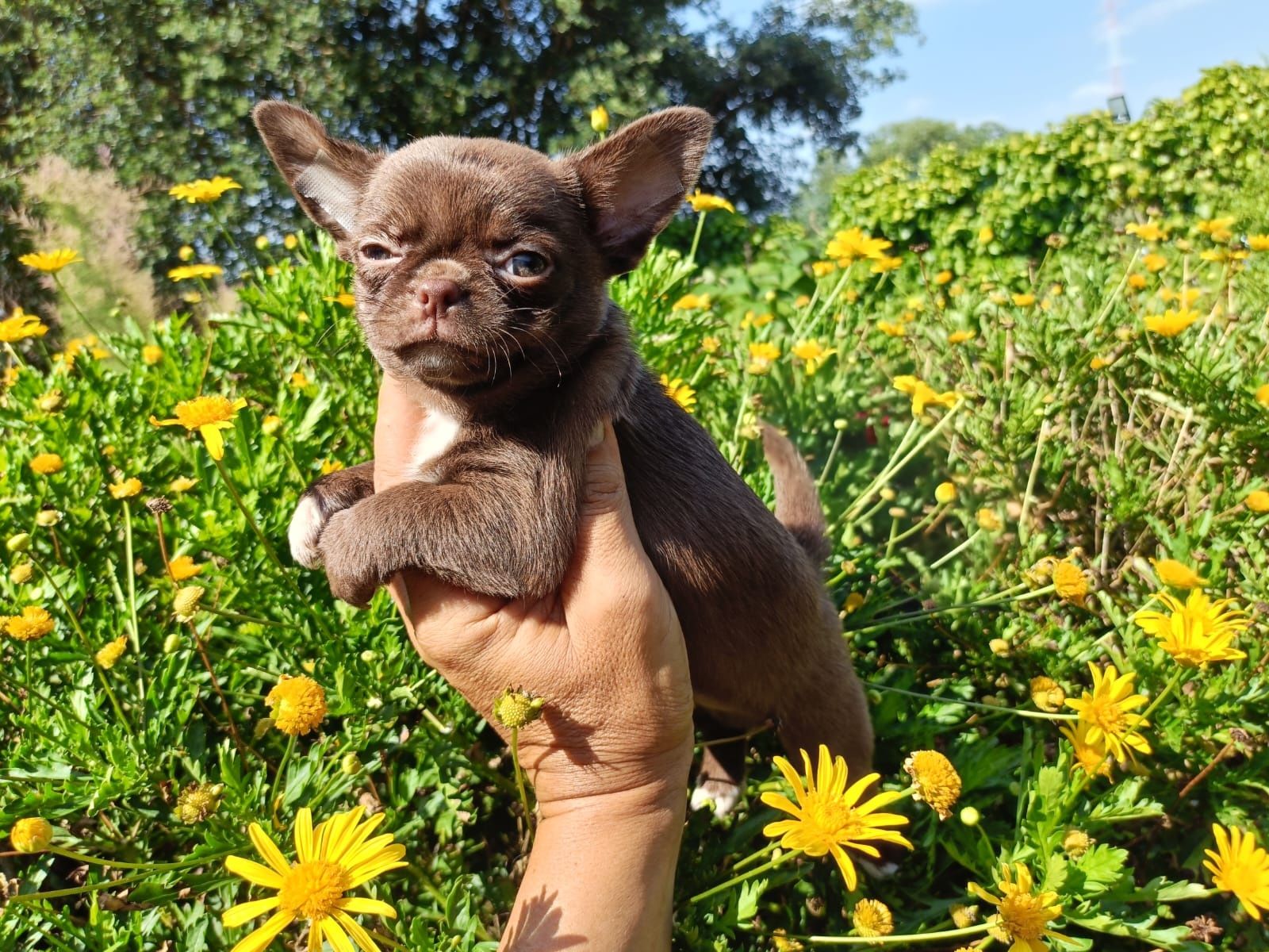 Chihuahua machinho mini pelo curto