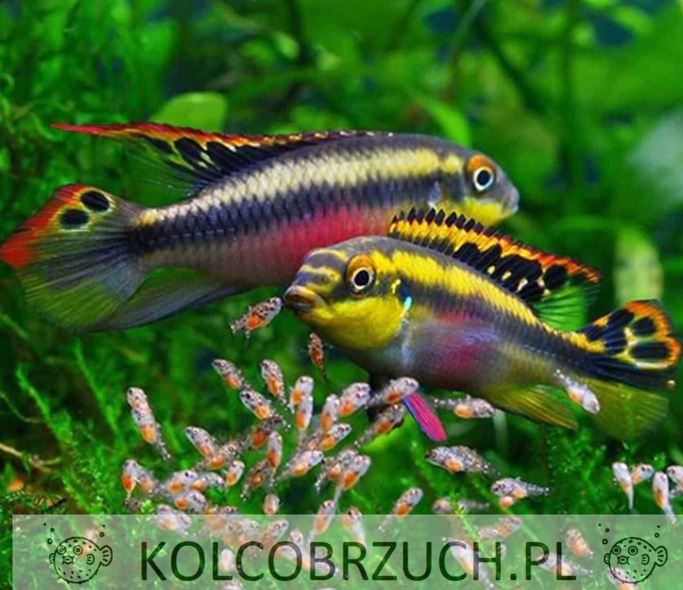 Barwniak czerwonobrzuchy - Pelvicachromis pulcher - dowóz, wysyłka