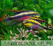 Barwniak czerwonobrzuchy - Pelvicachromis pulcher - dowóz, wysyłka
