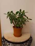 Jade (crassula ovata) com 2 pés e cerca de 40 cm