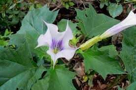 Bieluń dziędzierzawa nasiona, datura stramonium 10 zł za 100 nasion
