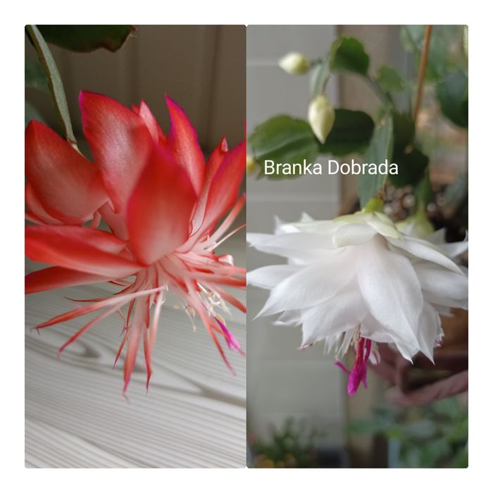 Шлюмбергера махрова /різдв'яник білий та рожевий