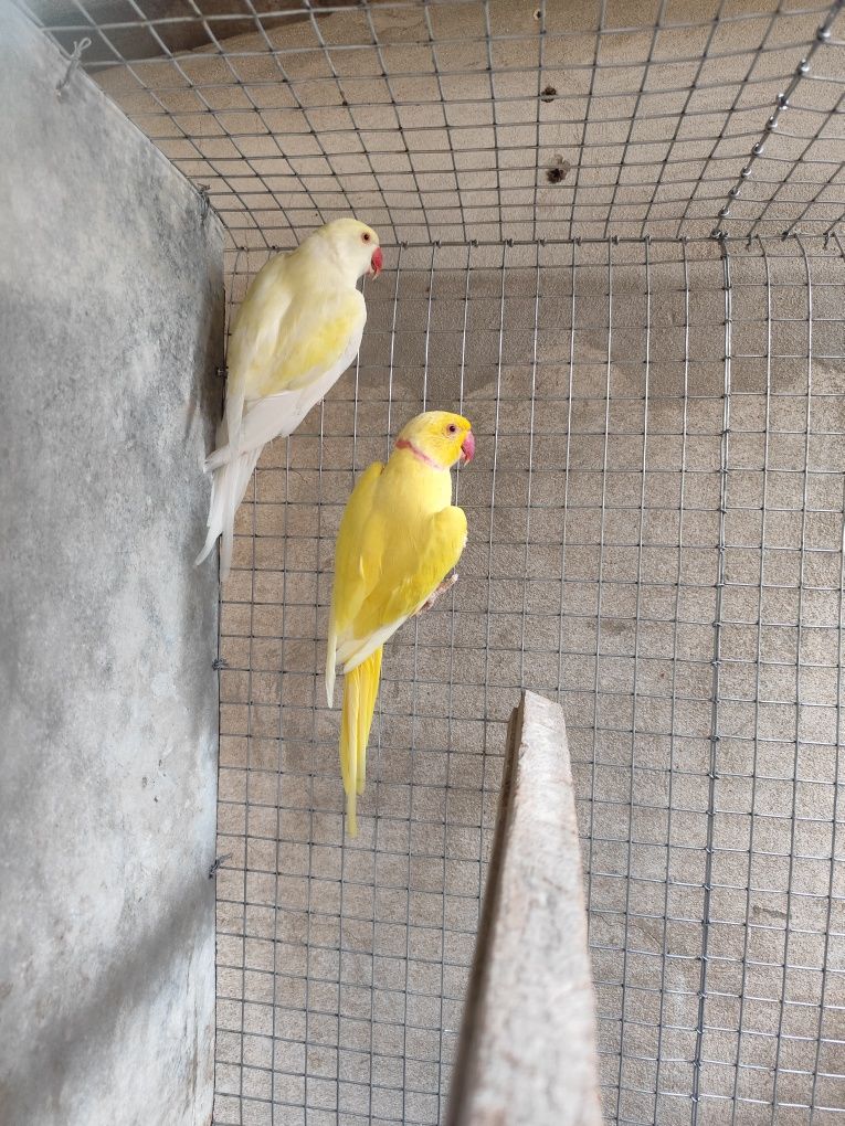 Casal de ring neck reprodutor