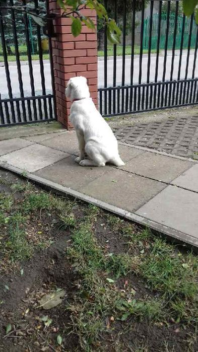 Sprzedam Owczarka Środkowoazjatyckiego (Ałabaj)