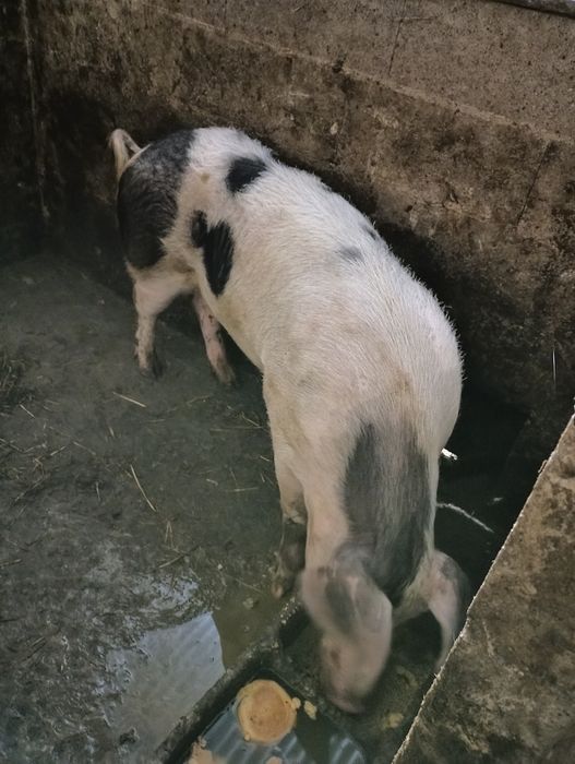Porco macho para criação ou abate