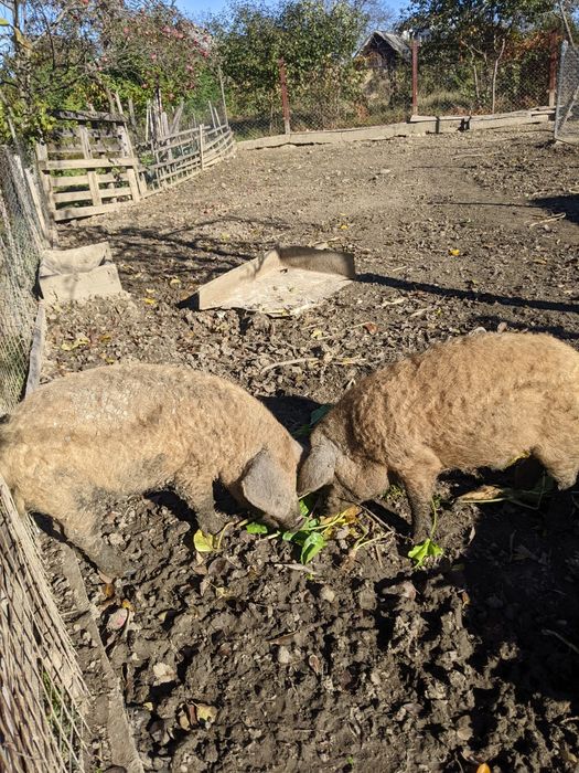 Поросята венгерської мангалиця
