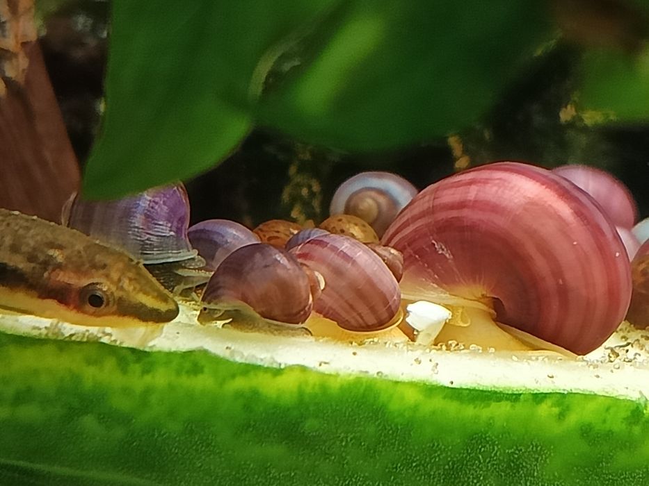 Ślimaki akwariowe fioletowe, różowe i błękitne