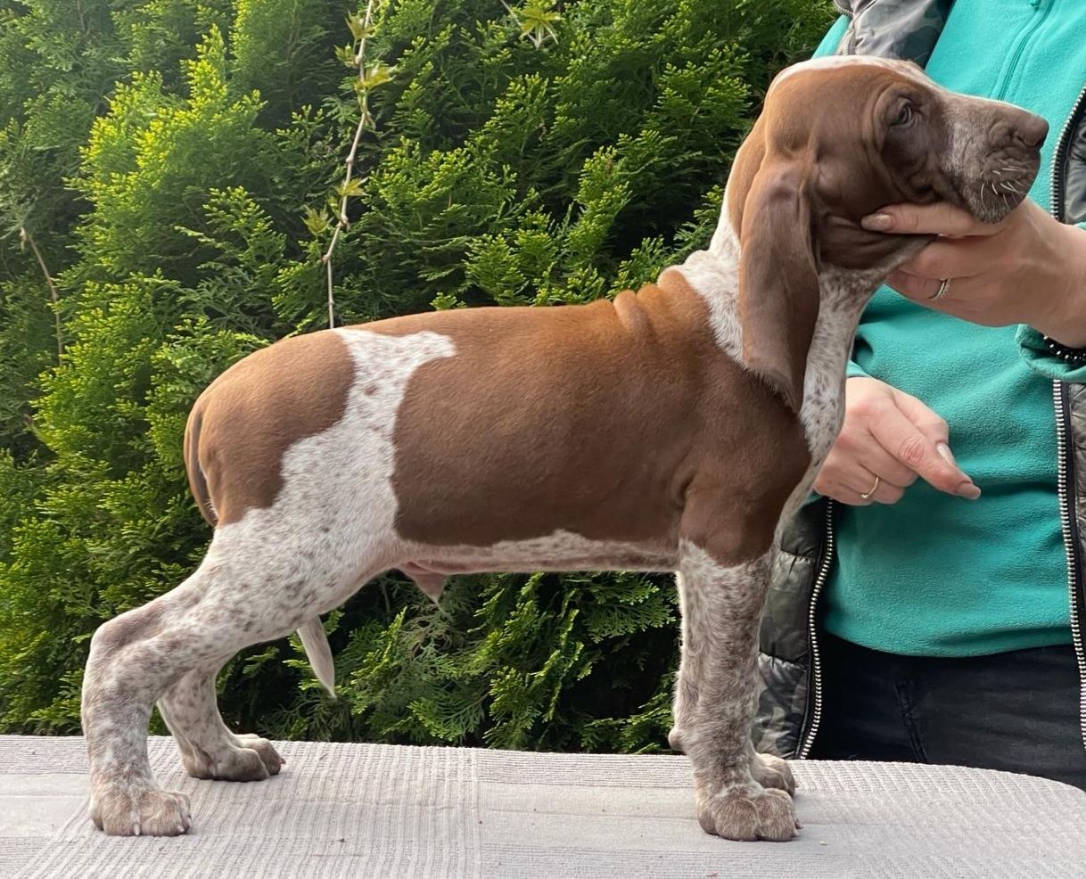 Bracco Italiano piesek