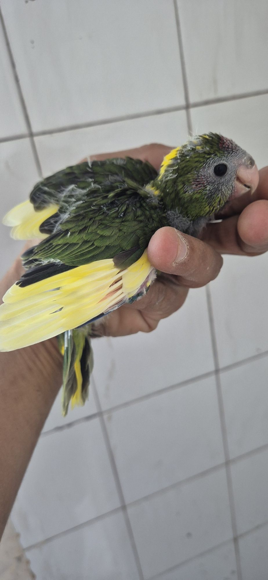 Kakarikis serem criadas a mão