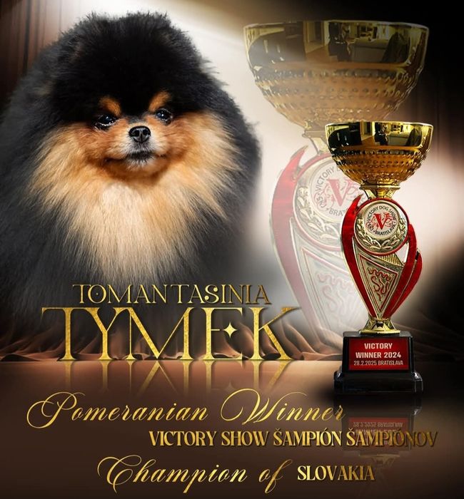 Pomeranian- Szpic miniaturowy malutki puchaty piesek