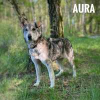 Husky mini, 12 kg, 2 lata . Aura adopcja