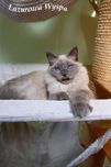 Ragdoll mink w niebieskim umaszczeniu.