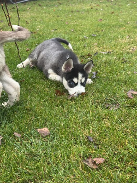 Syberian husky miot B -Buster po Championie