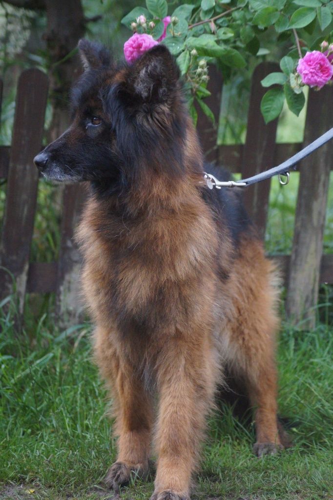 Nera- cudowna suczka owczarek niemiecki do adopcji