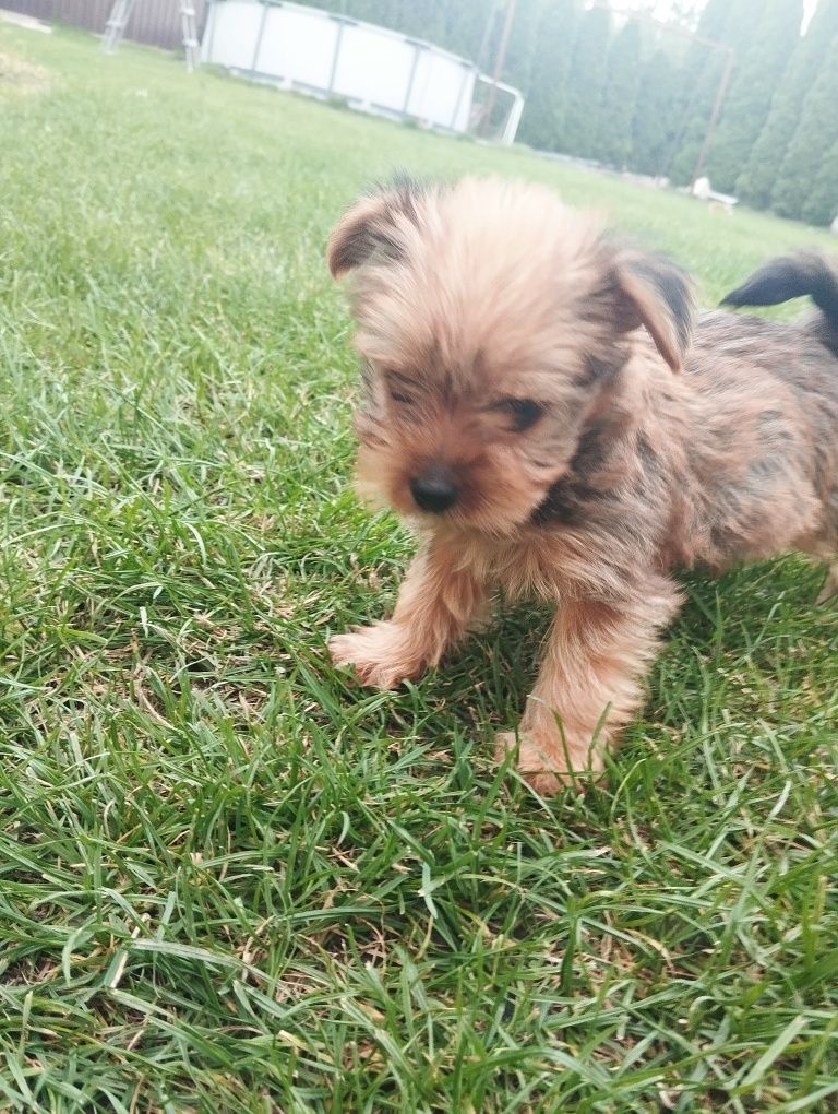 Yorkshire terrier piesek