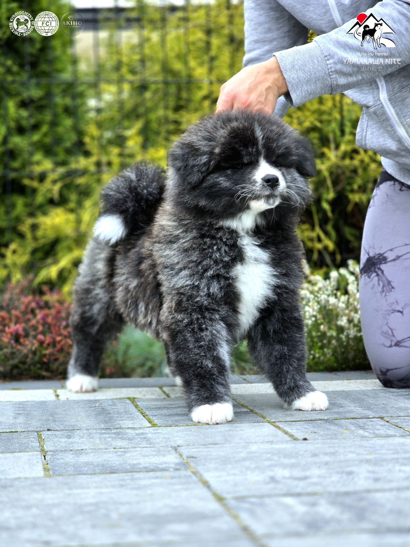 Akita Inu (japońska) piesek LC, ZKwP / FCI & AKIHO