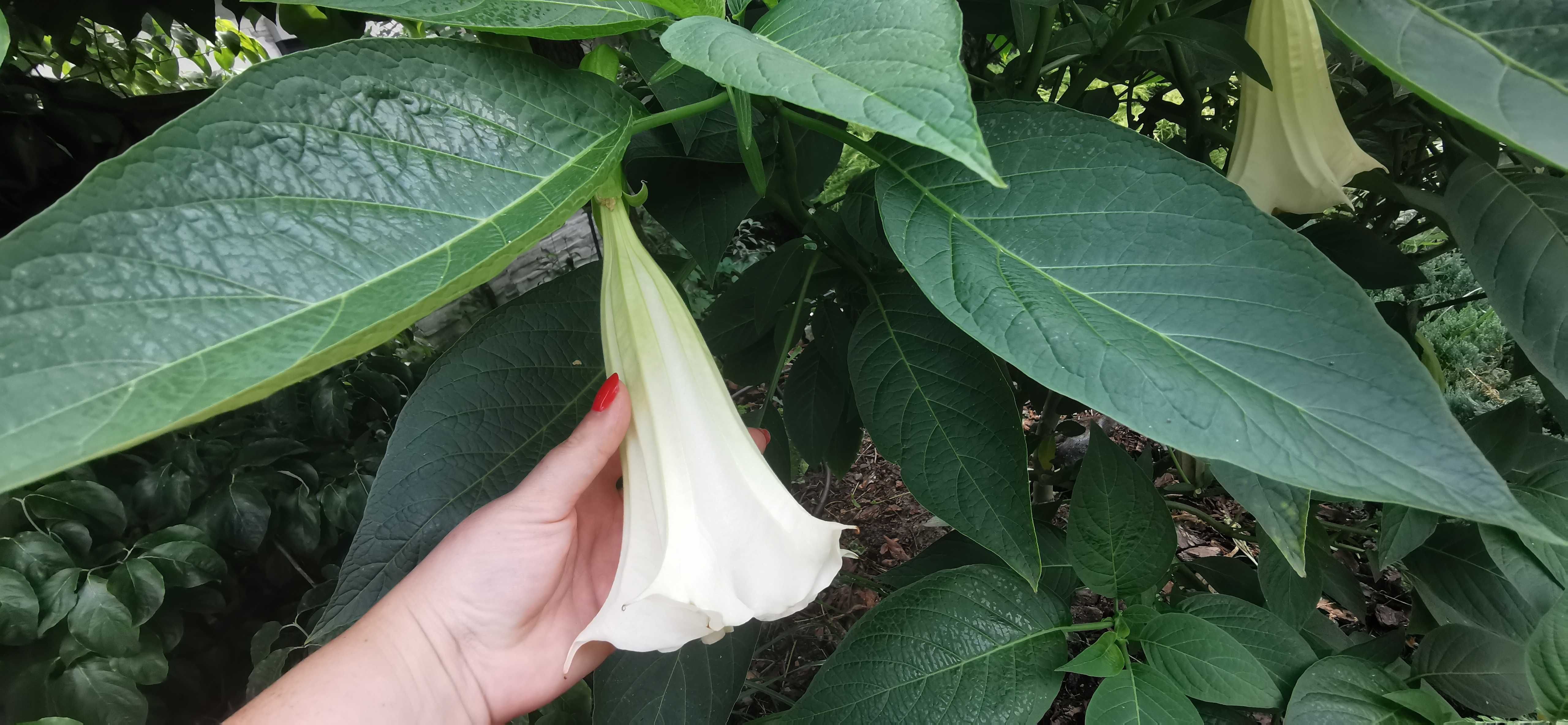Brugmansja biała pojedyńcza duża GIGANT datura