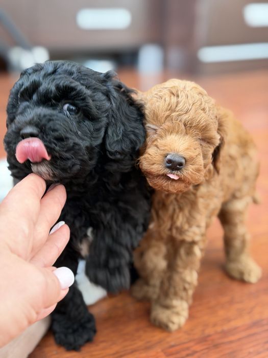 Продам малишей Мальтіпу