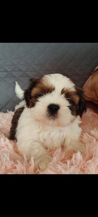 Piesek Shih Tzu ZKwP FCI