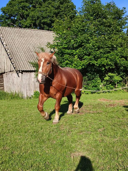 Sprzedam młodego ogiera do krycia!