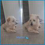 Cão para adoção responsável
