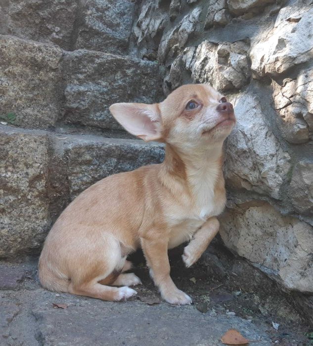 TEODOR Piesek chihuahua krótkowłosy z badaniem głowy i serca