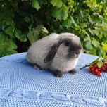 Mini lop rasowy metryka legalna hodowla miniaturka baranek