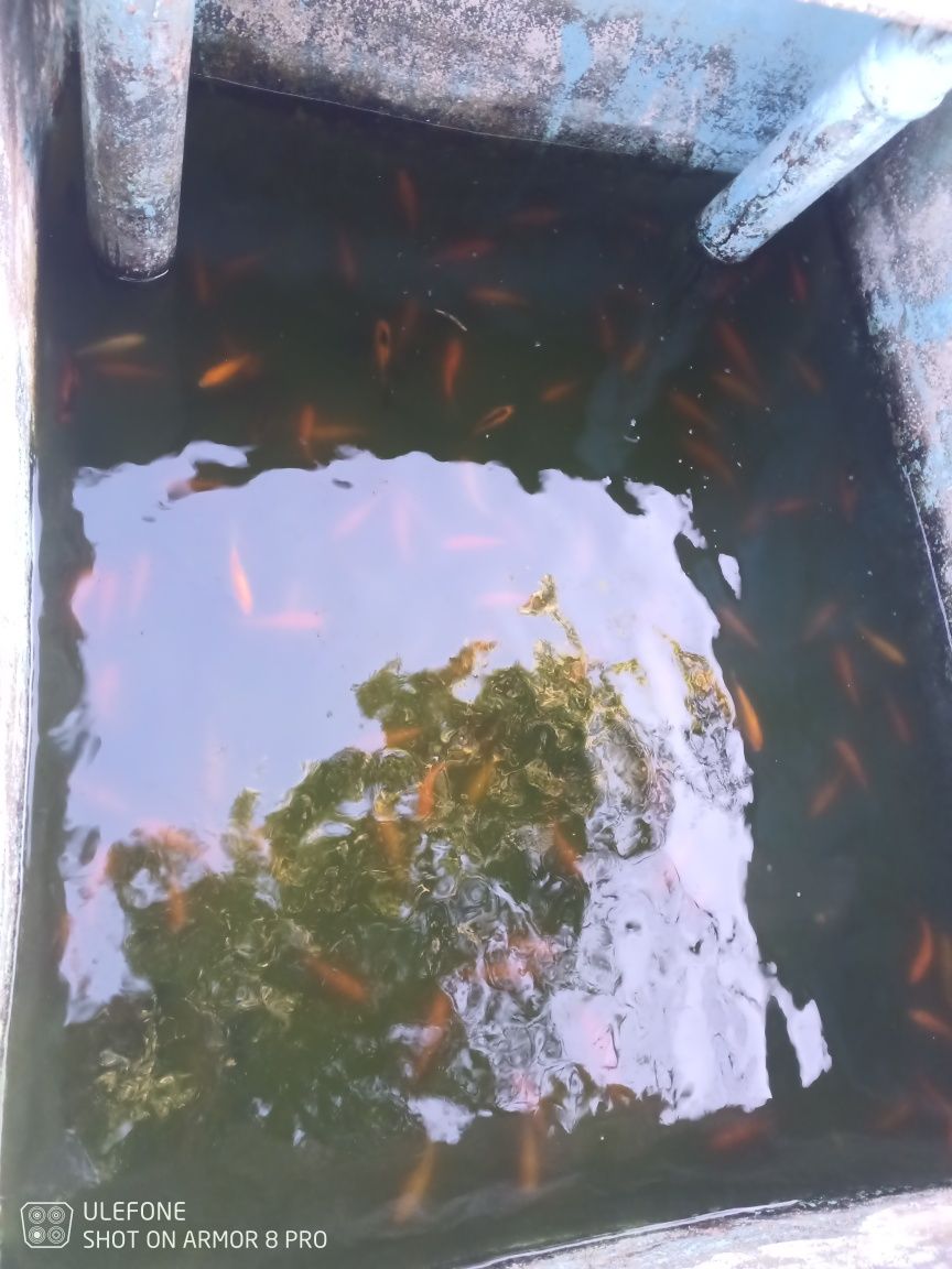 Peixes para lagos