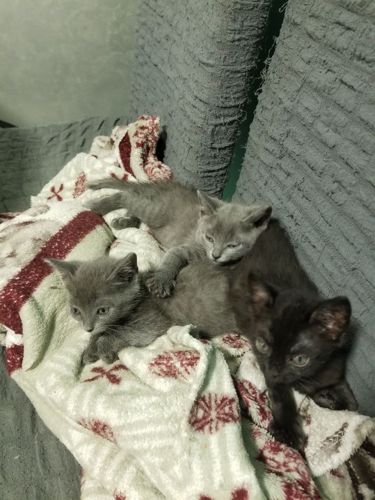 Кошенята Безкоштовно